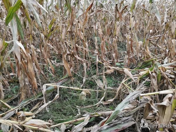 2022年種玉米之前：一定要把騙子“拒之門外”