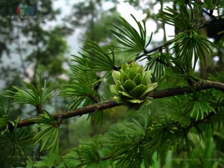 中國特有庭園樹木——金錢松植物非試管高效快繁技術快繁金錢松 中國特有庭園樹木——金錢松植物非試管高效快繁技術快繁金錢松