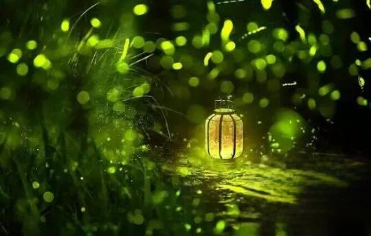 螢火蟲為什麼會發光,螢火蟲發光原理揭秘 螢火蟲為什麼會發光,螢火蟲發光原理揭秘