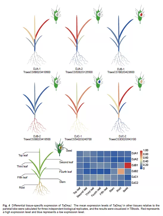 小麥DnaJ家族全基因組鑑定及其對小麥黃花葉病毒侵染調控分析