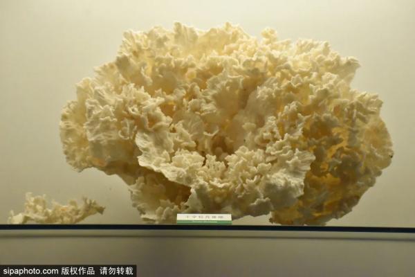 北京三家關於動物的博物館,帶你發現動物從古至今的那些秘密 北京三家關於動物的博物館,帶你發現動物從古至今的那些秘密