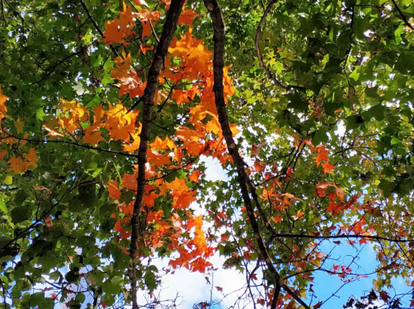 ​十月的喇叭溝彩葉漫山溪水潺潺美翻啦! ​十月的喇叭溝彩葉漫山溪水潺潺美翻啦!