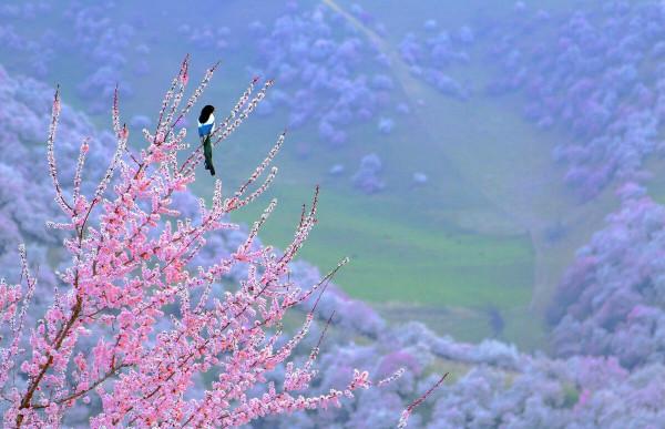 超出你想象的空中草原