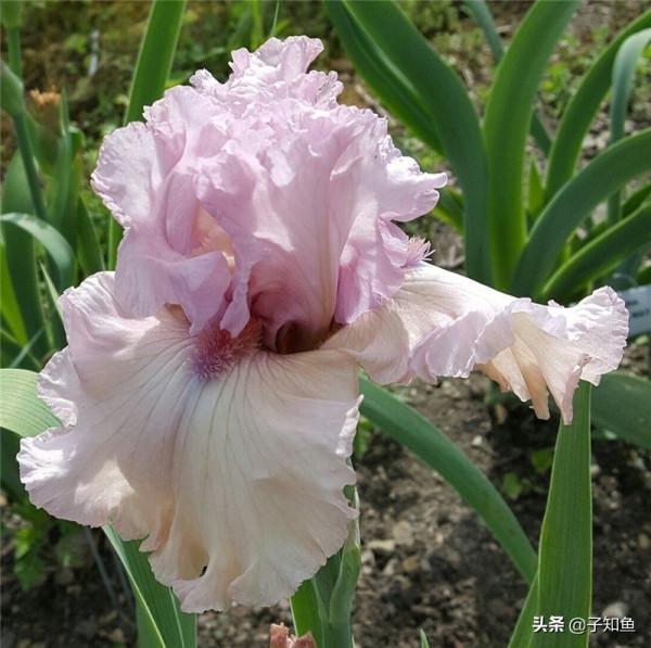 聰慧過人的星座女生，雙商很高，卻從不屑於玩心機，請細品