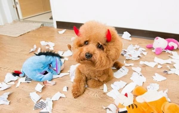 喊泰迪名字講究多，這5種情況下別喊它