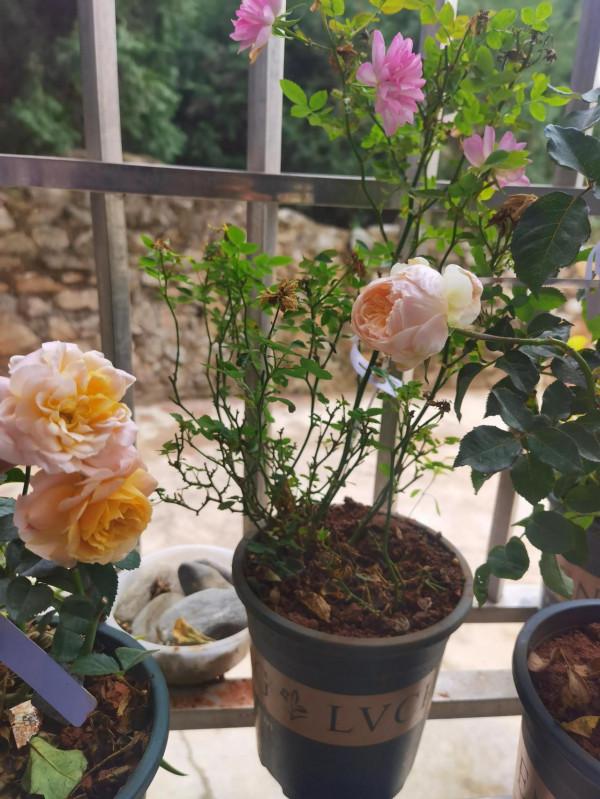 愛花人，打消買鮮切花念頭的最好方法就是自己養花