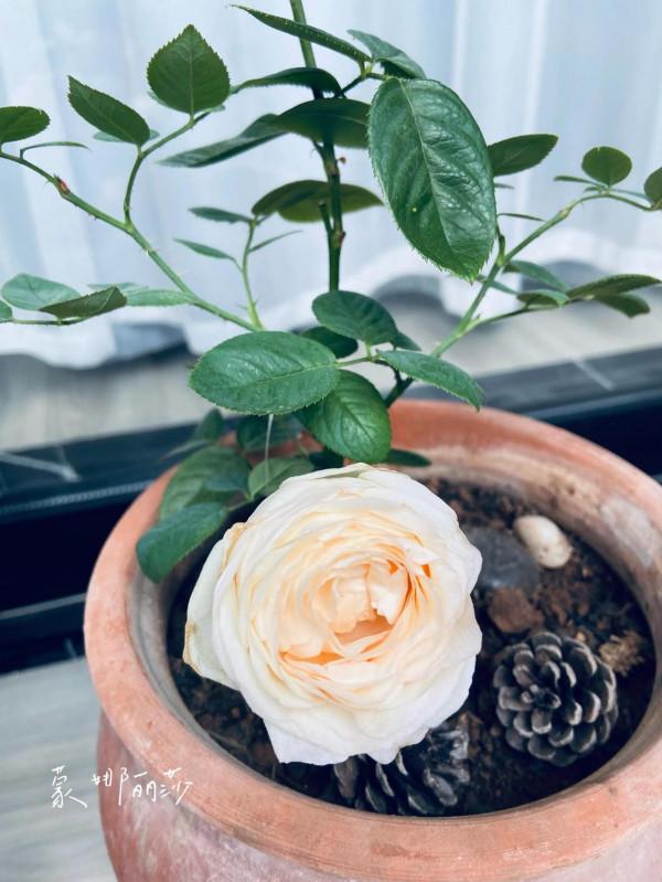 秋天的收穫：月季