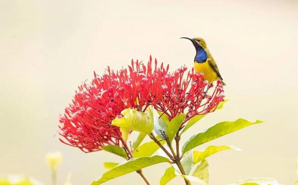 美麗動人的花鳥圖