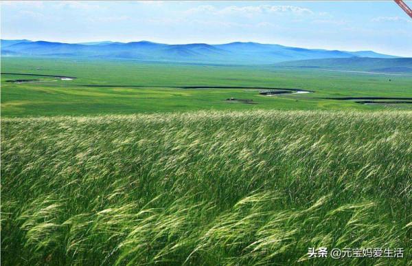 為啥在內蒙古大草原上，當地人更愛煮羊肉，而不是美味的烤羊肉？