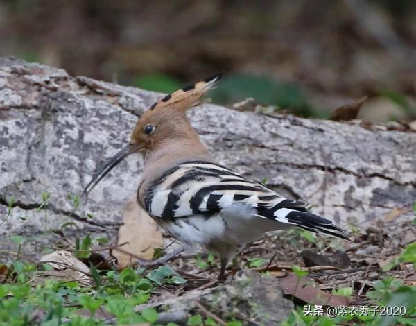 在華南植物園拍到了戴勝