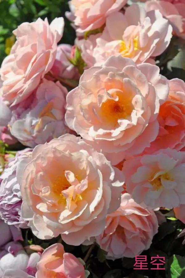 木村卓功及木村系列月季品種（4）