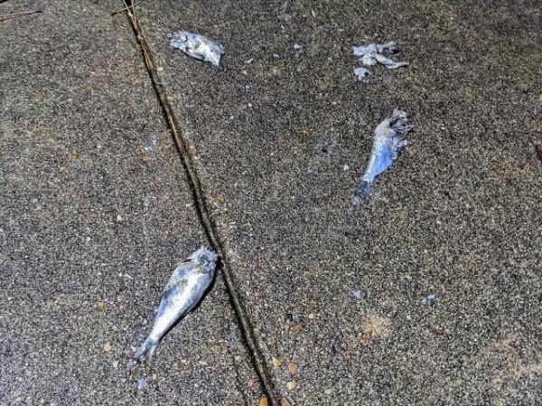 美國一地下“魚”了！龍捲風過後死魚伴隨雨滴從天而降