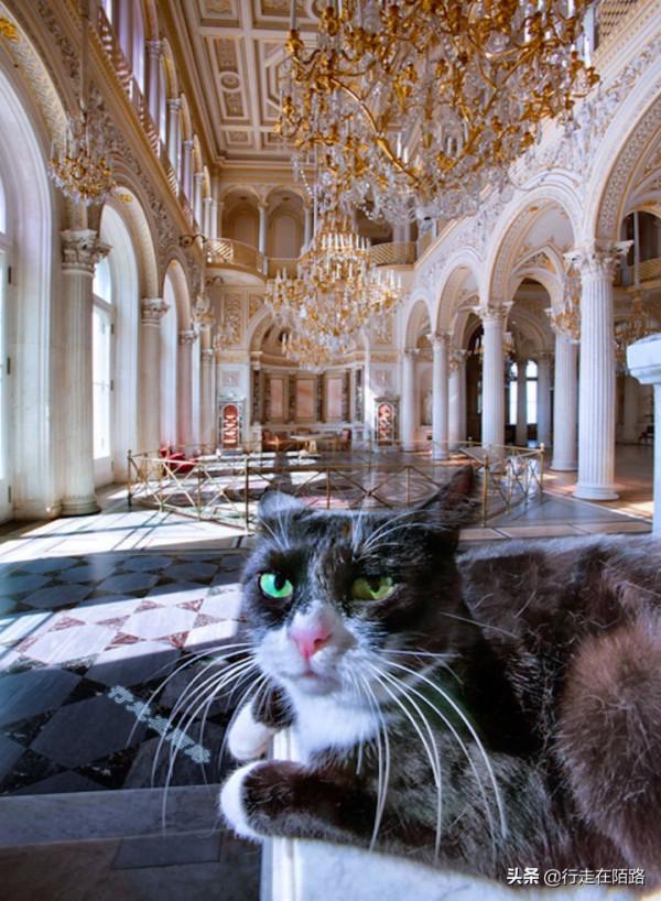 為感謝服役277年的貓咪,俄羅斯冬宮博物館操碎了心 為感謝服役277年的貓咪,俄羅斯冬宮博物館操碎了心