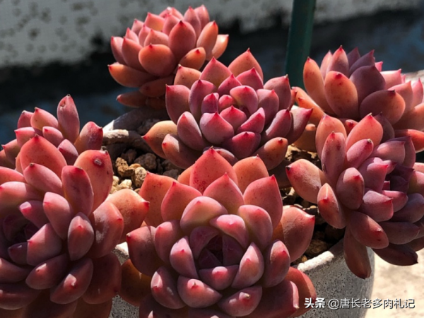 什麼樣的陶瓷盆養多肉好?讓我這個用了好幾種陶瓷盆的人來告訴你 什麼樣的陶瓷盆養多肉好?讓我這個用了好幾種陶瓷盆的人來告訴你