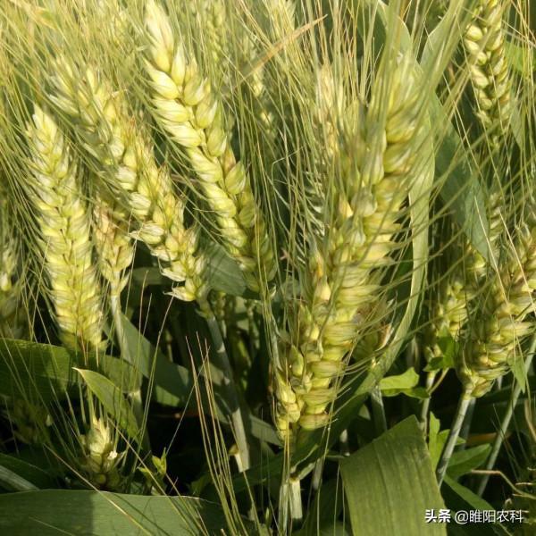強筋小麥需求量大，這幾個強筋小麥品種，產量高效益好