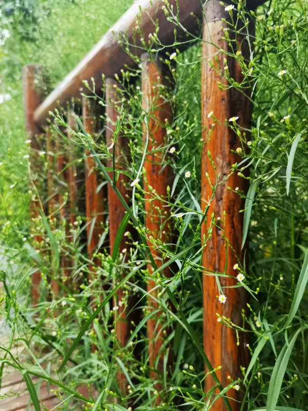 一年好景君須記 正是橙黃橘綠時