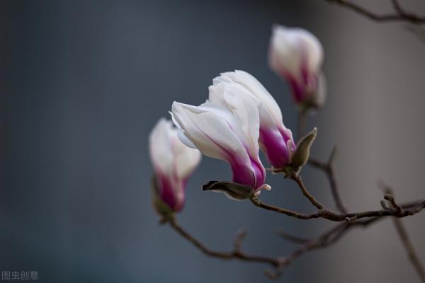 庭院無樹，無福無祿？有院子就種15種樹，隨便選一種，吉祥又好看