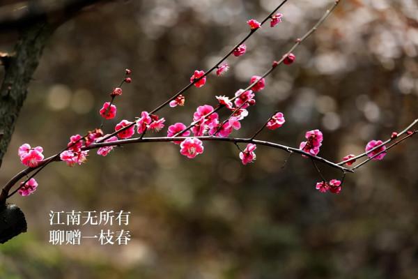 一片冰心在玉壺,詩詞中的親情、友情和愛情 一片冰心在玉壺,詩詞中的親情、友情和愛情