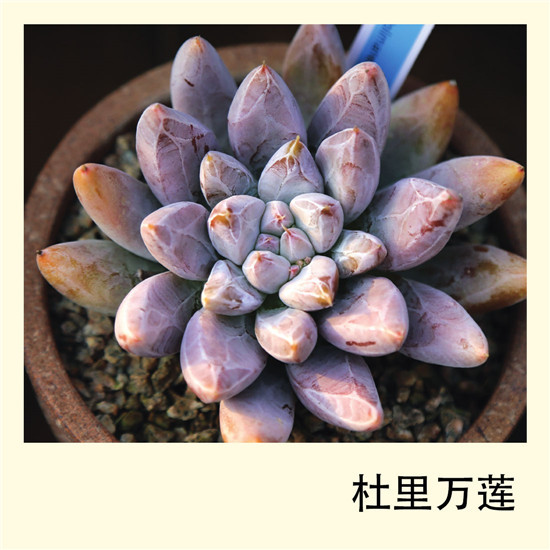 多肉植物圖鑑——杜裡萬蓮