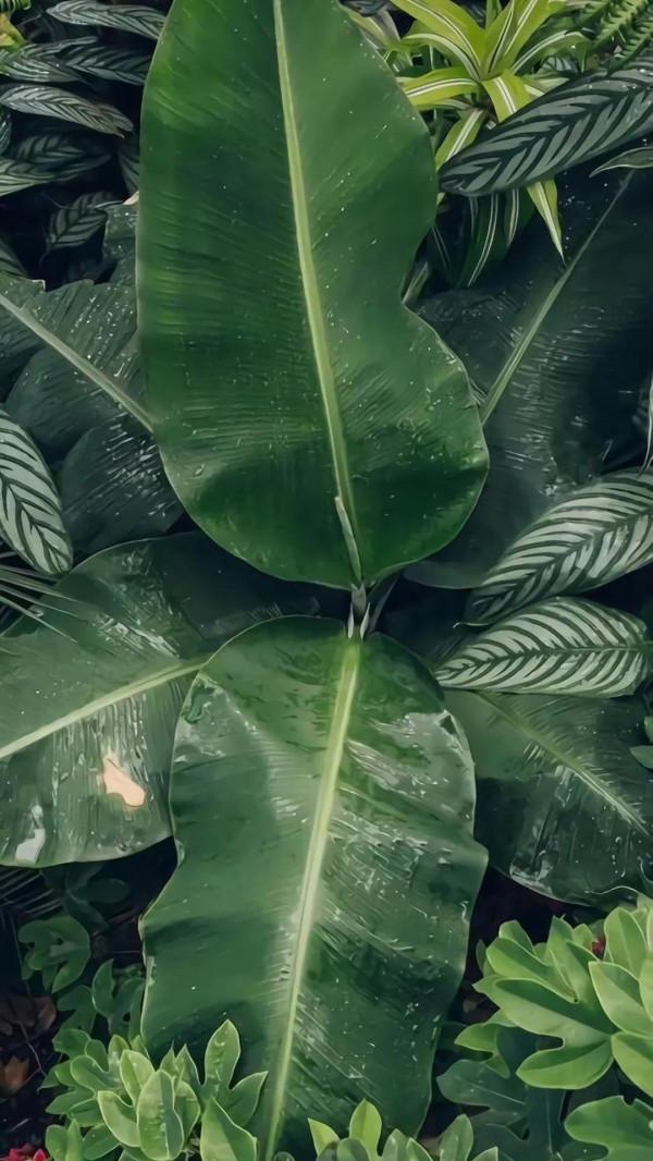 墨玉般的養眼綠植桌布，走過路過不要錯過