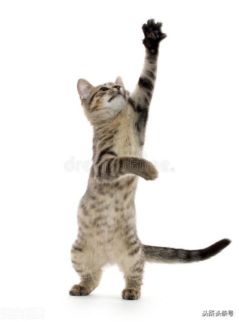 貓的彈跳力驚人或許跟老虎一樣