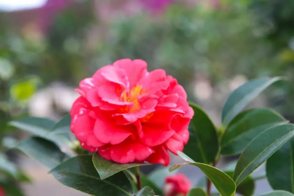 我們的節日 &vert; 給你的年味錦上添&OpenCurlyDoubleQuote;花&rdquo;！