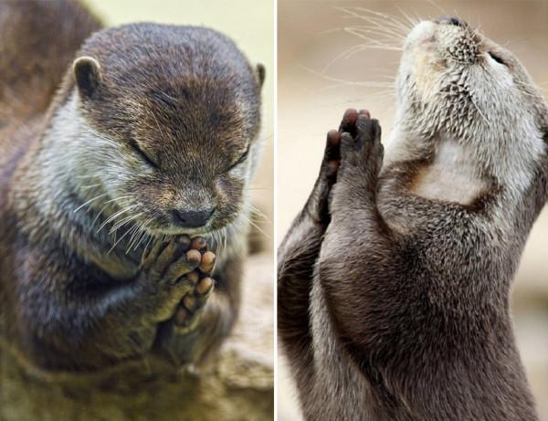 新加坡水獺圍攻英國男子險致其身亡，網友：鱷魚都被水獺吃光了？