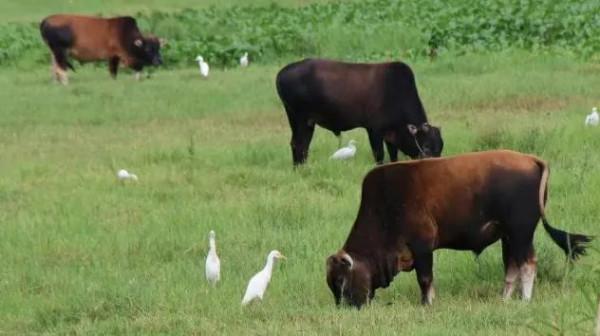 蛇身 雞頭還會飛，傳說中的《雞冠蛇》，原來它長這樣