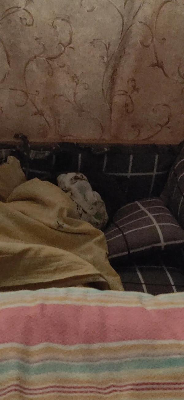 看看我家的憨憨