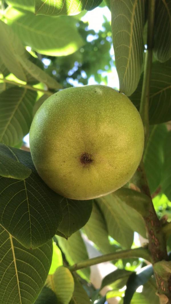 核農聊核桃 核農聊核桃