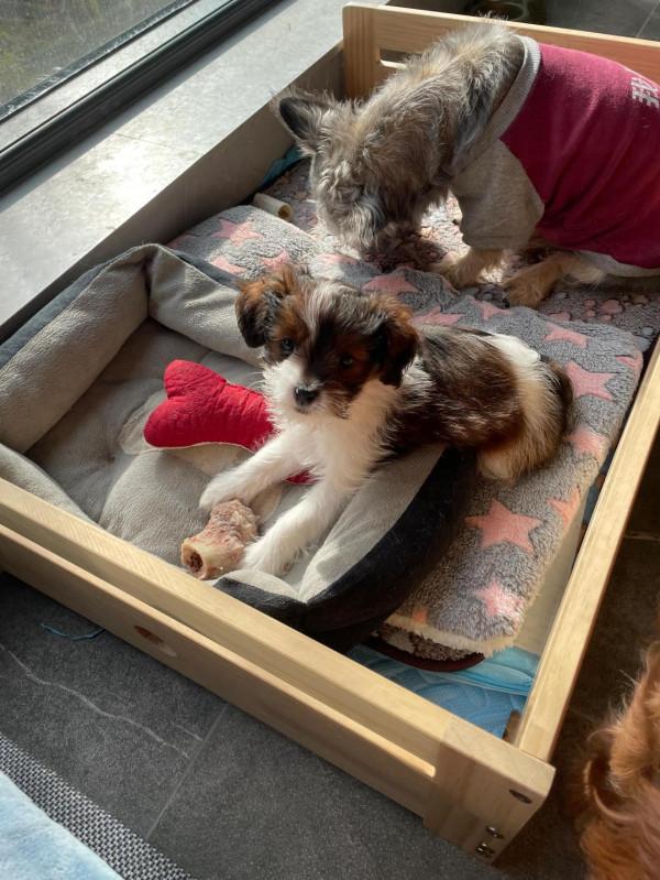 家有小狗初長成