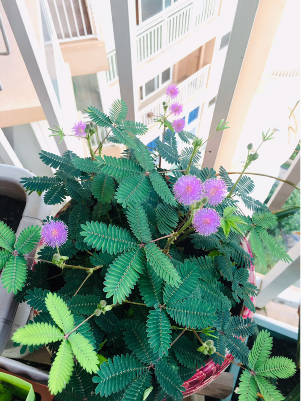 養了5種“天氣預報”花，天天看花“臉色”，就能知道天氣如何