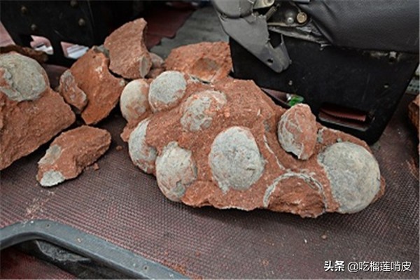 中文學名遠食龍拉丁學名Adeopapposaurus