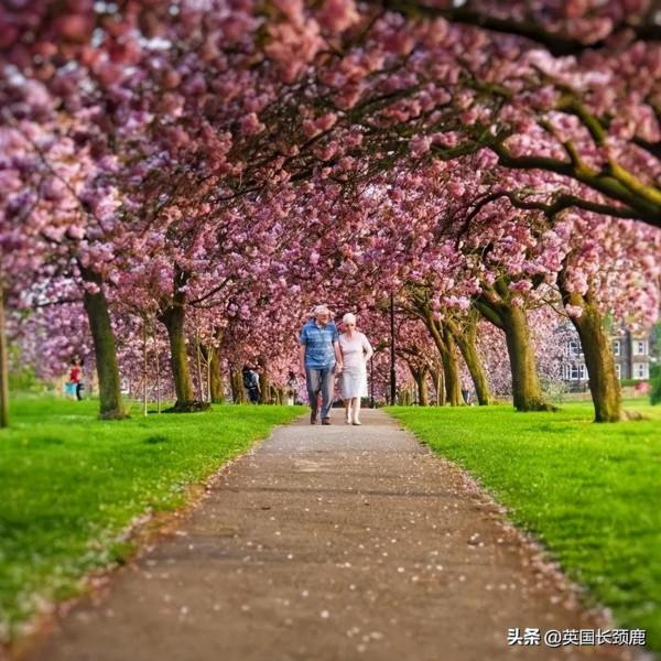 櫻花樹下的英國，你想念嗎？