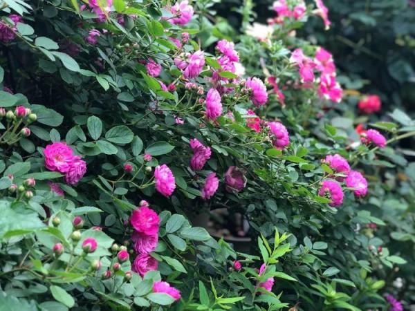 （2019）園丁獎露臺組《003號》一卷花薔 沉澱的時光