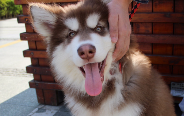 網友：這幾種狗，白送也不敢養，實在太能吃了