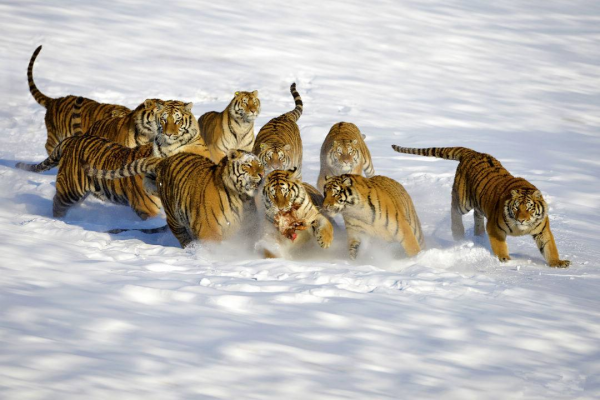 零下40℃!東北虎在冬天如何生存,“白災”為何會讓東北虎受災? 零下40℃!東北虎在冬天如何生存,“白災”為何會讓東北虎受災?