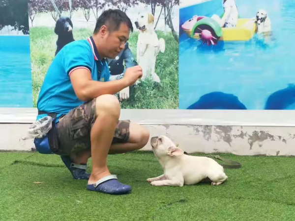 沒孩子的年輕人,送寵物去上學 沒孩子的年輕人,送寵物去上學