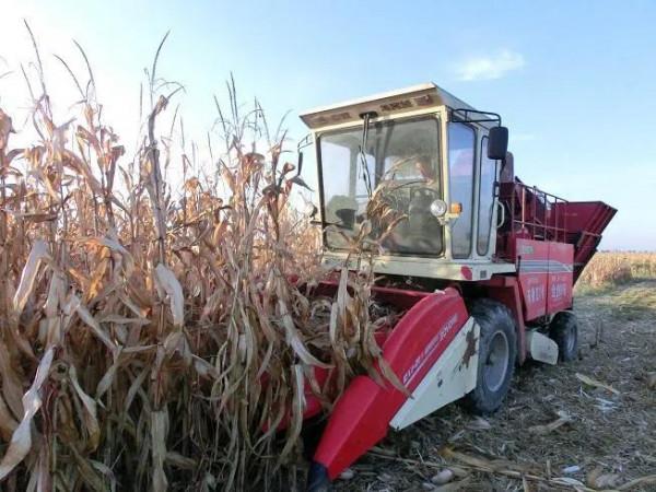 我，88年農村小夥，去城裡打工9年越打越窮，回老家種地三年翻身