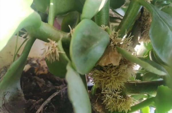 6種花的“氣生根”，剪下來，不用扦插，也能長滿根