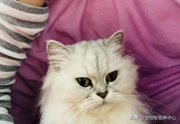 鄰居借貓砂，驚歎喜歡房間風格，主人尷尬回應