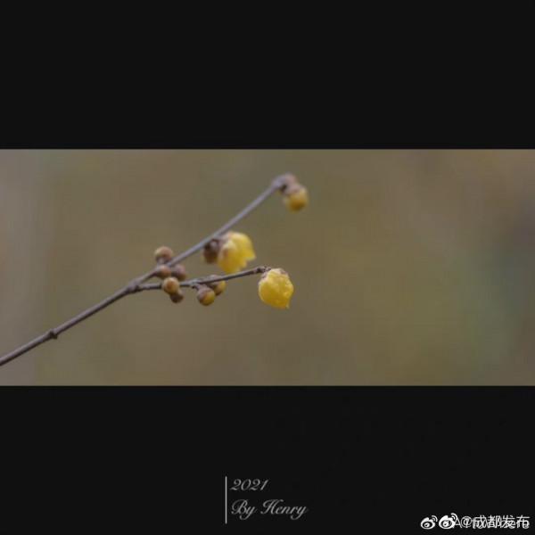 都植物園梅花初開 都植物園梅花初開