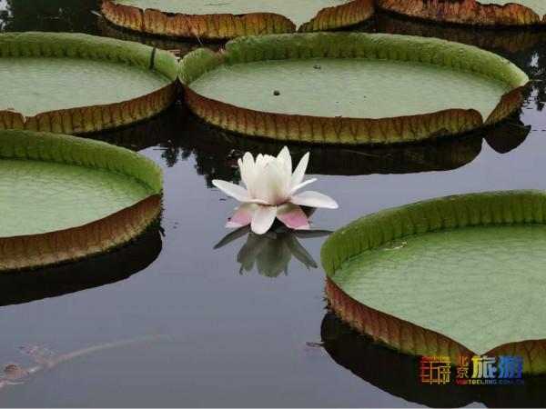 中秋去這裡遊玩,能看國寶,能賞荷花,還能逛過癮! 中秋去這裡遊玩,能看國寶,能賞荷花,還能逛過癮!