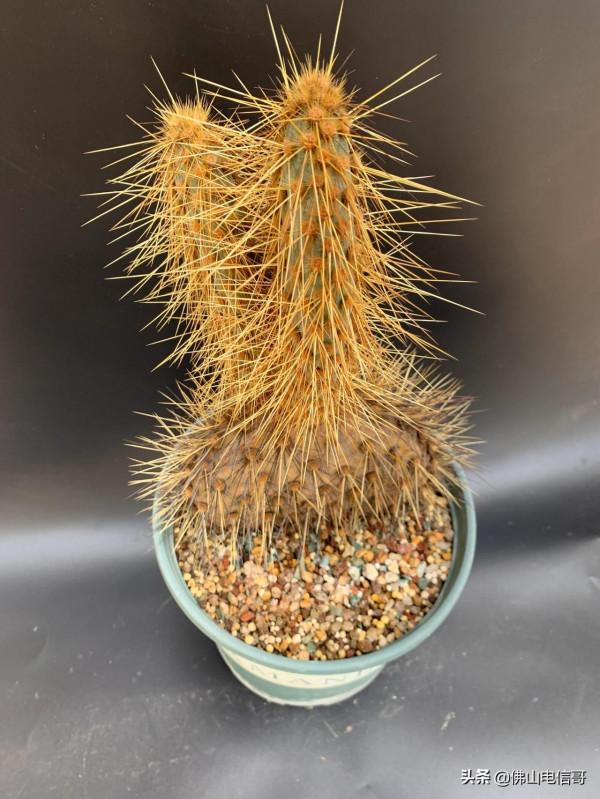 金光閃閃的仙人掌