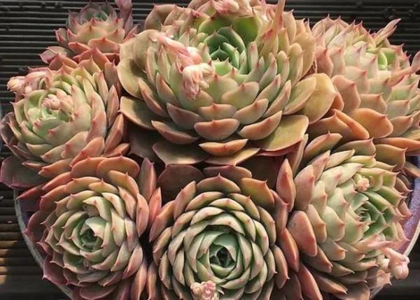 昂斯諾多肉不好出狀態？做好5點後，美的像小仙女