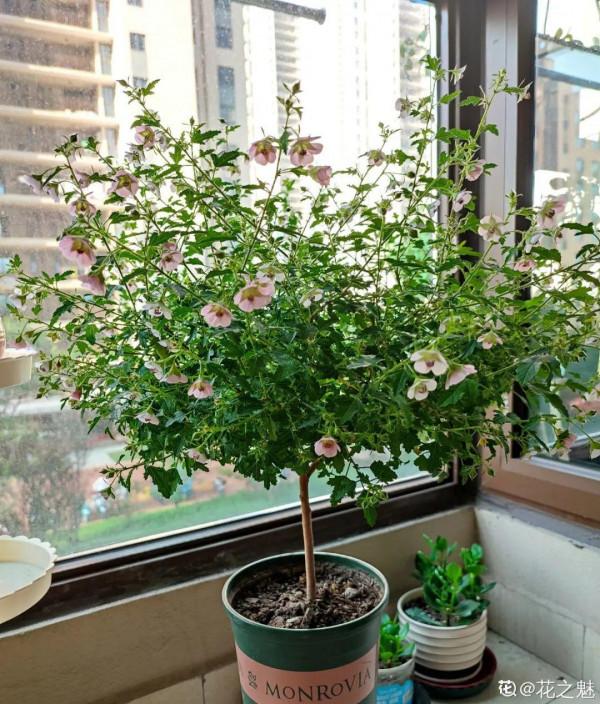 現在給花上秋肥,杆子粗、葉子密,不然冬天都凍死 現在給花上秋肥,杆子粗、葉子密,不然冬天都凍死