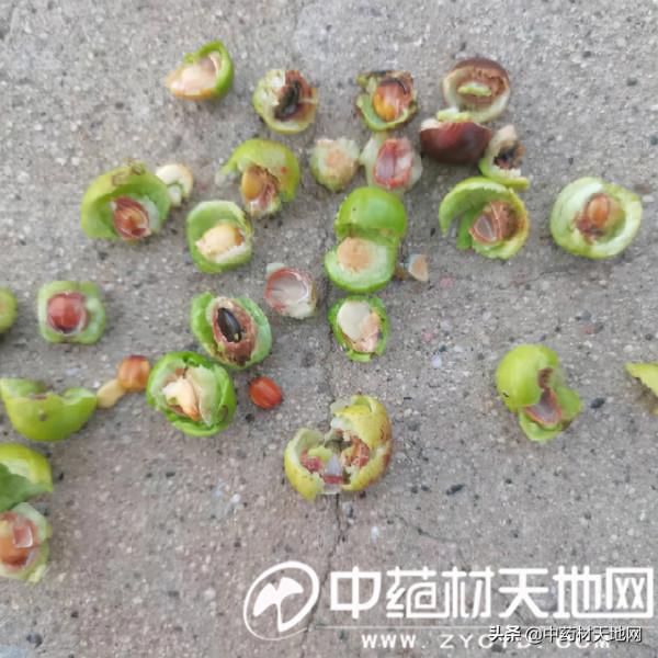 酸棗仁產新價格一路飆升 強勢上揚的因素在哪裡？