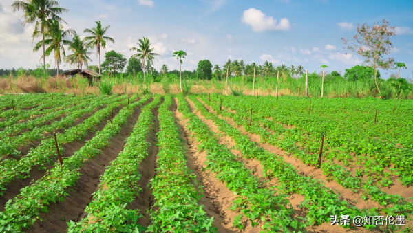 在外打工不好乾，回村幹啥有“錢”途？不要錯過這3個創業好專案
