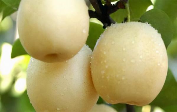 河北西柏坡特產有哪些