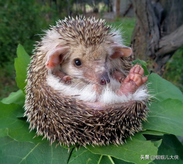 27種動物照片大集合,出生不久的小刺蝟長成這樣,大自然真神奇 27種動物照片大集合,出生不久的小刺蝟長成這樣,大自然真神奇